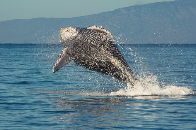Whalewatch Sail Deluxe Tour From Maaleae - Guaranteed Whale Sighting Policy