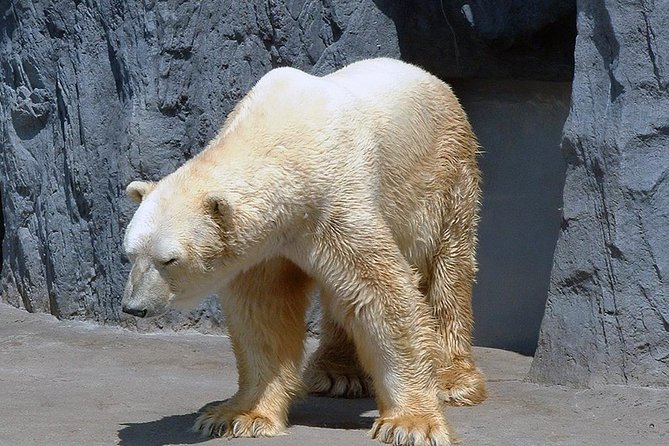 Winter in Hokkaido! Visit Asahiyama Zoo, the Frozen Ice Sea and Sunset Cruise - Dining Options and Luggage Considerations