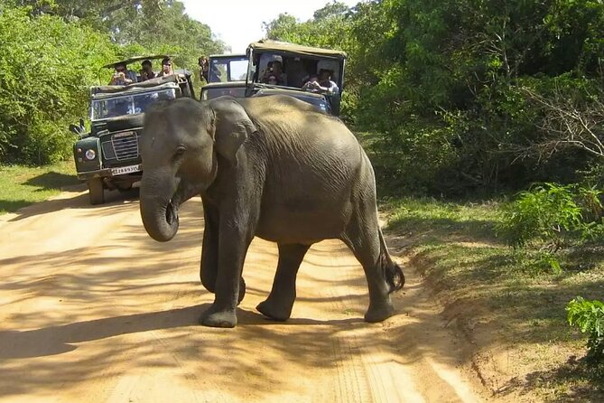 Yala National Park Private Jeep Safari From Colombo & Negombo - Tips for an Enjoyable Safari Adventure