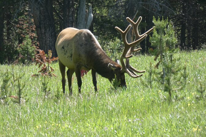 Yellowstone Lower (Southern) Loop Tour - Booking and Availability