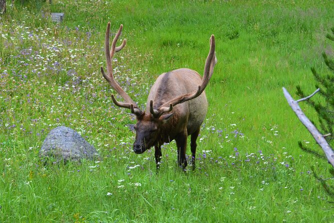 Yellowstone National Park 2 Day Tour Review - The Sum Up