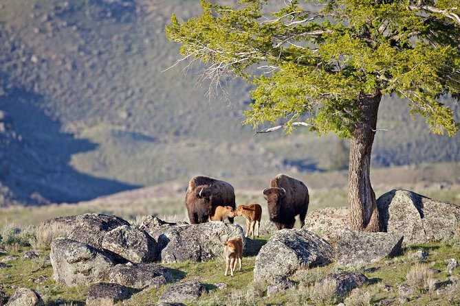 Yellowstone National Park Group Tour - Gourmet Picnic Lunch and Local Expertise