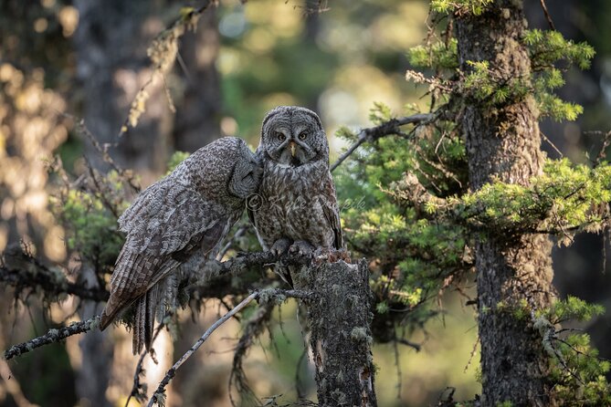 Yellowstone National Park Private Wildlife Tour - Booking and Cancellation Policy