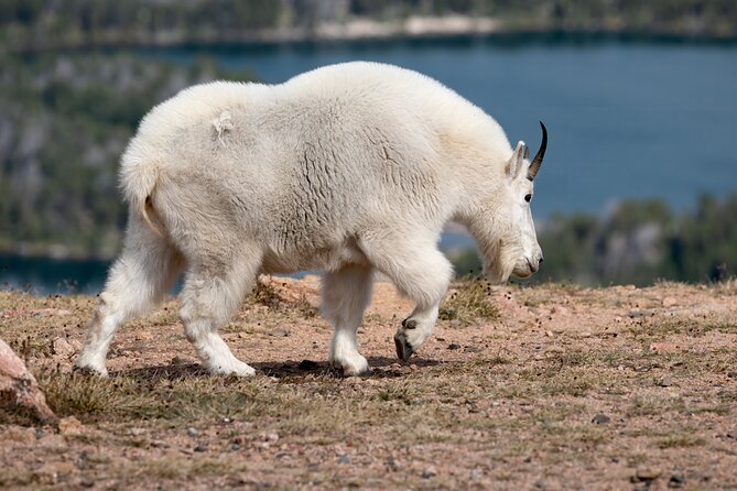 Yellowstone Private Full Day Tour - Guest Reviews