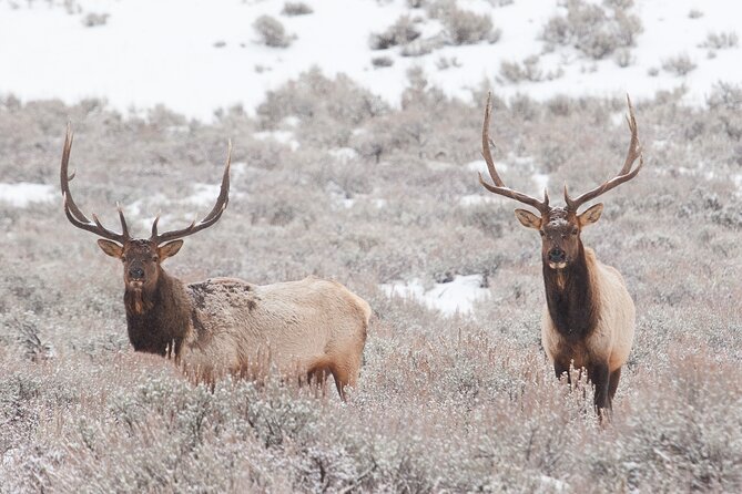 Yellowstone Snowshoe Adventure - Private Tour From Jackson Hole - Customer Testimonials