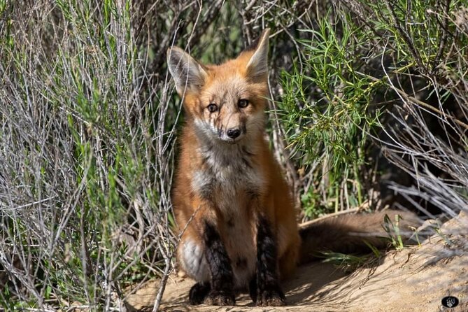 Yellowstone Wildlife and Photo Tour Review - Frequently Asked Questions