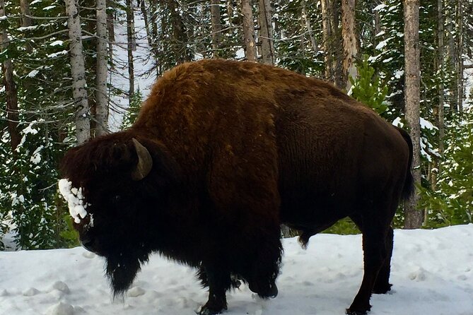 Yellowstone Wildlife and Photo Tours "Upper Loop" Tour From Cody - Photography Tips and Tricks