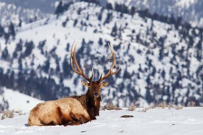 Yellowstone Winter Wildlife Safari From Gardiner - Tips for Your Safari Experience