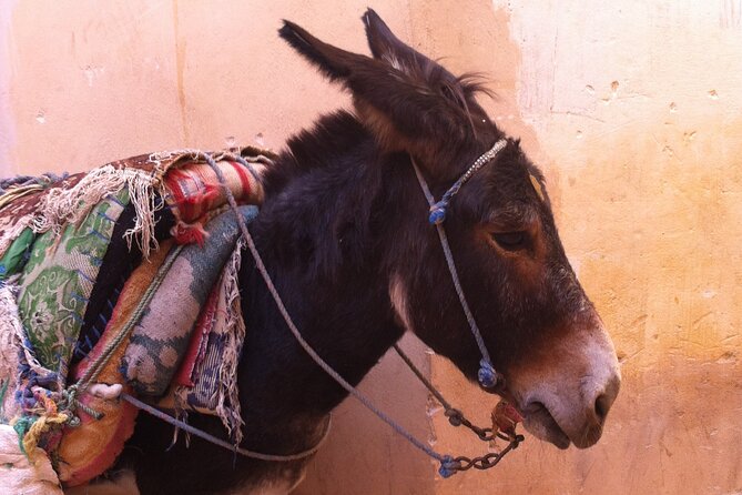 Your Own Morocco. Fes: A City Beyond The Imagination - Frequently Asked Questions