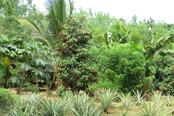 Zanzibar Spice Farm Half-Day Walking Tour - Final Thoughts