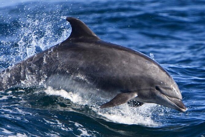 8 Hours Swimming Adventure With Dolphins With Lunch in Hurghada - Key Points