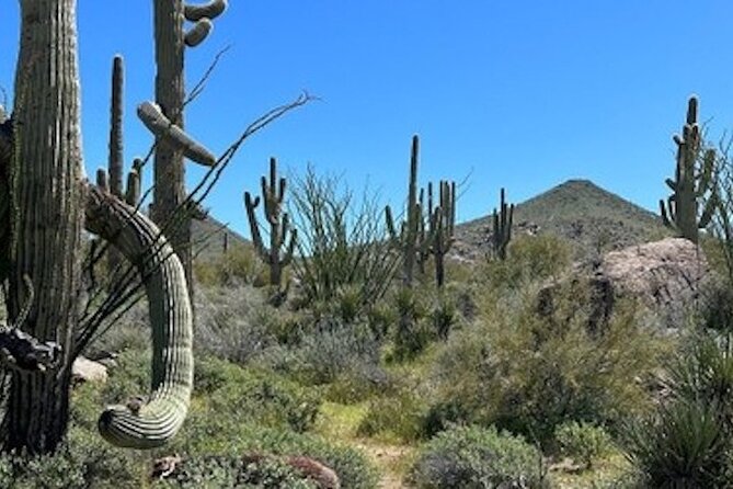 1-2 Hour Sonoran Desert Private Guided Hiking Tour - Personalized Attention From Knowledgeable Guides