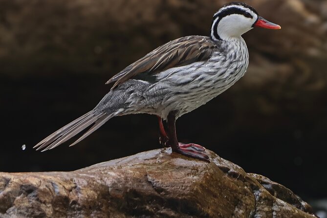 10 Days Birding Photo Tour From Andes to Amazon of Ecuador - Tips for an Enjoyable Birding Experience