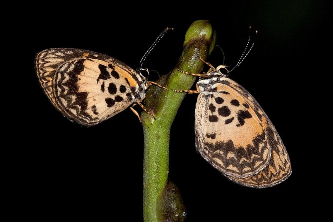 14 Day Ghana Butterfly Tour - Frequently Asked Questions