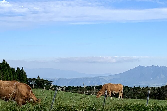 2-Day Minibus Tours to Aso and Kumamoto, Takachiho From Fukuoka - What to Expect on the 2-Day Minibus Tour