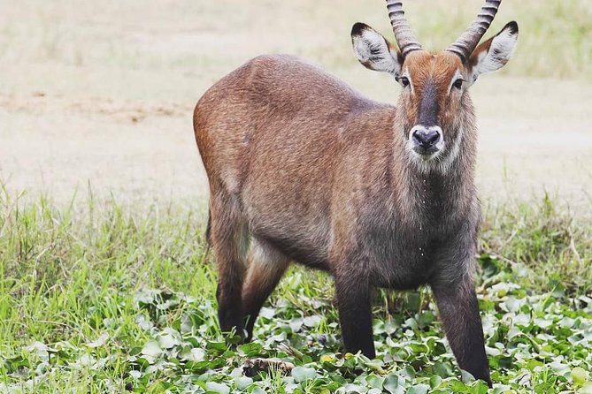 2 Days Akagera National Park Wildlife Safari - Frequently Asked Questions