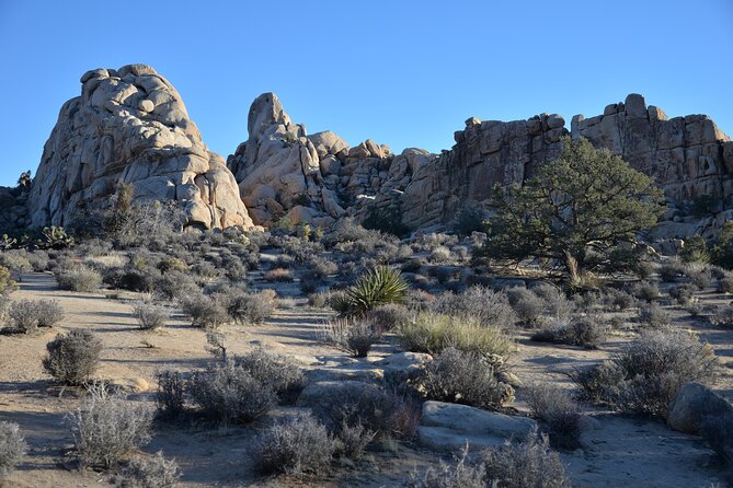 2-Days Private Tour to Joshua Tree National Park From Los Angeles - What to Bring and Prepare