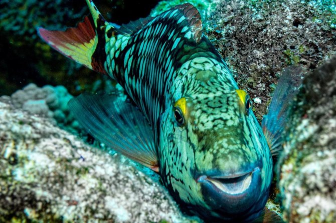 2 Tank Private Boat Dive - Booking Information