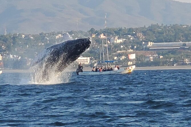 3-Hour Dolphin Watching Experience in Puerto Escondido - Whats Included in the Tour
