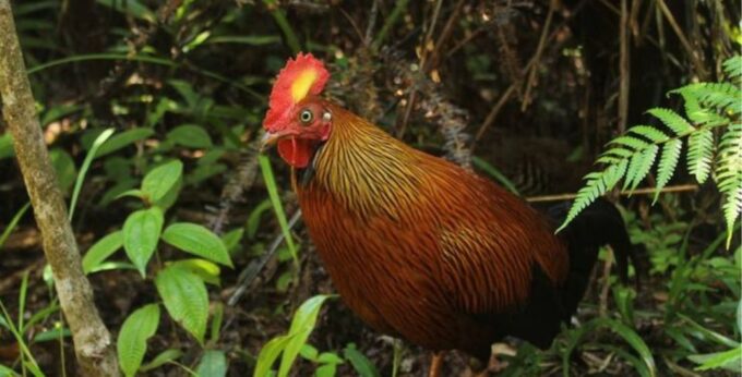 An 8-Days Adventure and Wildlife Exploration in Sri Lanka - Booking and Payment Details