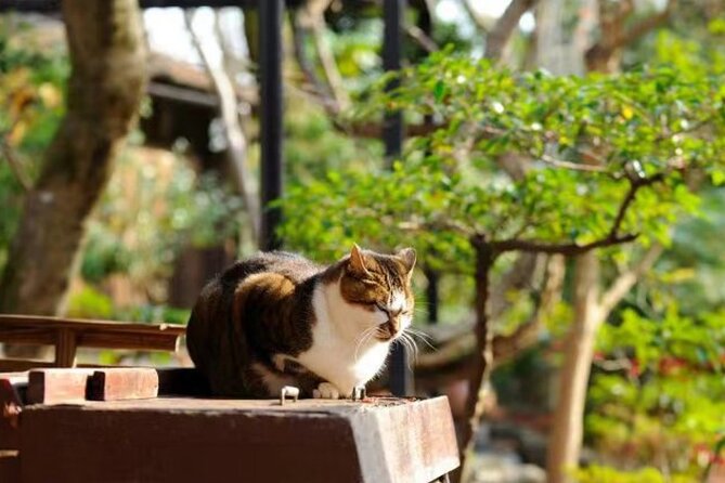 Arashiyama, Sanzenin and Bamboo Forest Day Tour From Kyoto/Osaka - Taking in the Bamboo Forest