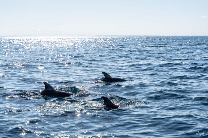 Basque Country: Dolphin Watching Boat Trip - Additional Information