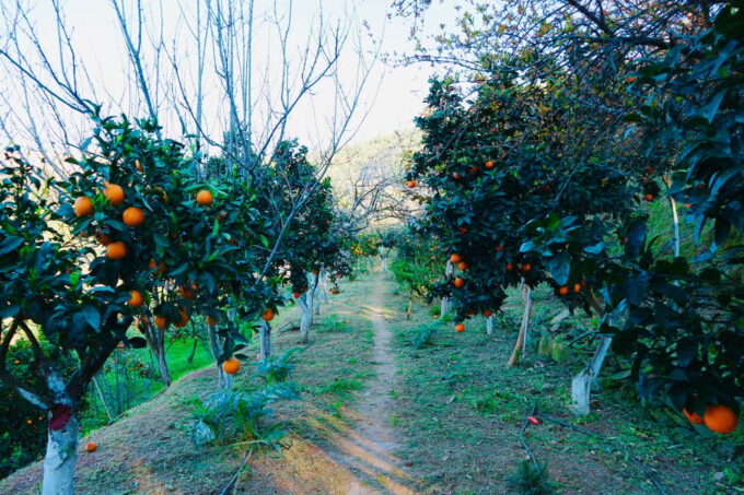 Chania: Nature Road Trip With Botanical Garden and Lunch! - Important Information