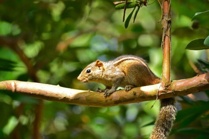 Colombo: Water Rafting, Bird Watching, Village & Rainforest - Inclusions and Exclusions