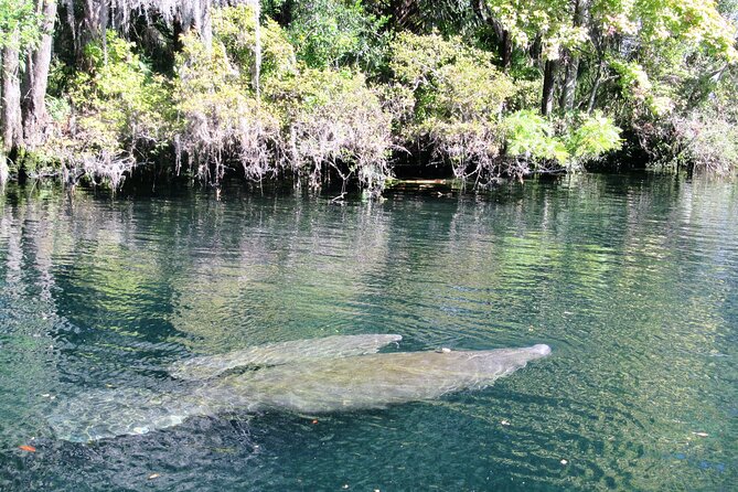 Crystal River National Wildlife Refuge Sightseeing Cruise - Planning Your Visit to the Refuge
