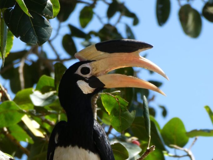 Cultural Heritage and Natural Wonders of Sri Lank, 6 Days - Tour Inclusions and Exclusions