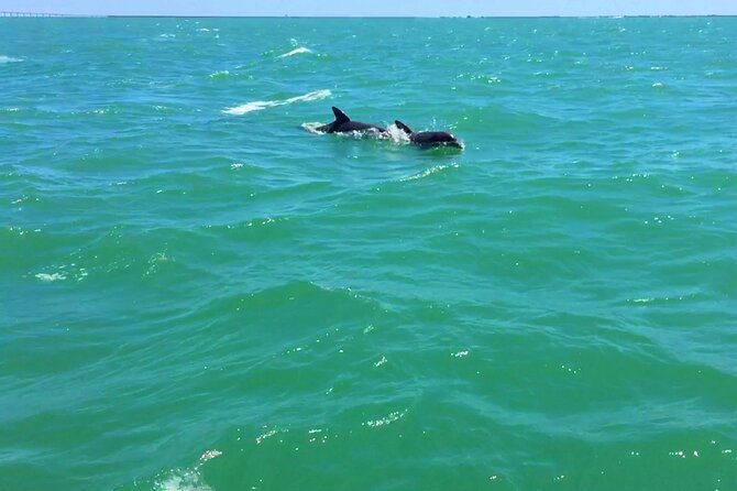 Dolphin Watching Boat Tour Around Anna Maria Island - Frequently Asked Questions