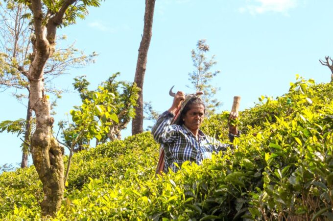 Ella: Discover Little Adams Peak, Ella Rock & 9 Arch Bridge - Frequently Asked Questions