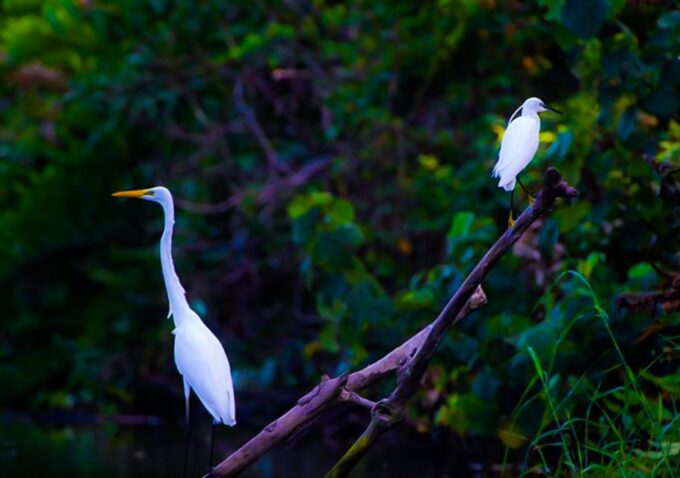 From Colombo/Negombo: Muthurajawela Bird Watching Day Trip - Booking and Cancellation