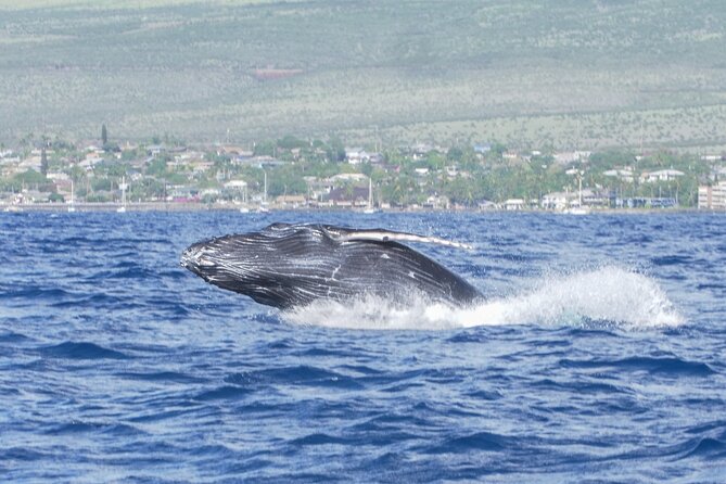 From Maalaea Harbor: Whale Watching Tours Aboard Winona Catamaran - Scenic Views and Marine Life Encounters