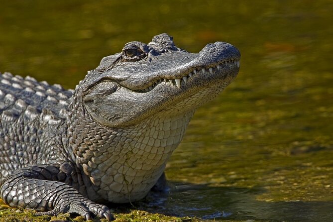 Full-Day Oak Alley Plantation & Large Airboat Swamp W/Transfer - Frequently Asked Questions
