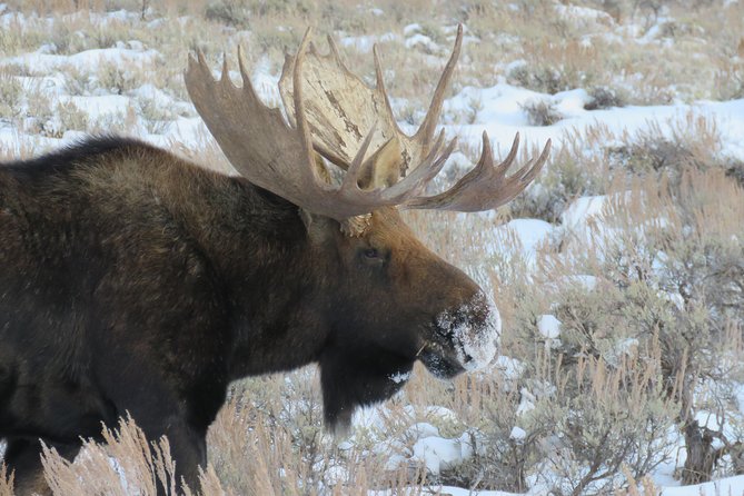 Grand Teton Park & Jackson Hole - PRIVATE Morning Wildlife Tour - Sum Up