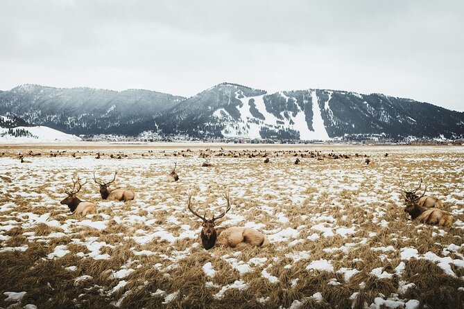 Grand Teton Private Winter Tour - Guest Reviews