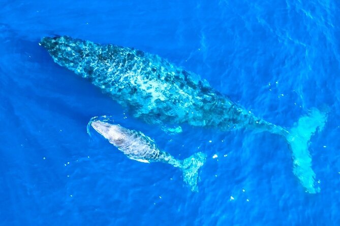 Great Whale Watching at Kerama Islands and Zamami Island - Booking and Planning Your Visit