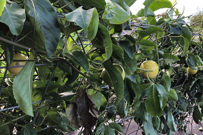 Hamakua Coast Farm Tour Review - Additional Details