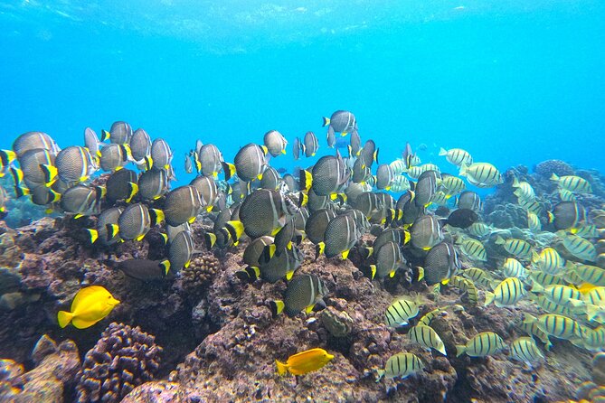 Hanauma Bay Guided Snorkel Tour (With Guaranteed Entrance Time) - Tips for an Enjoyable and Responsible Experience
