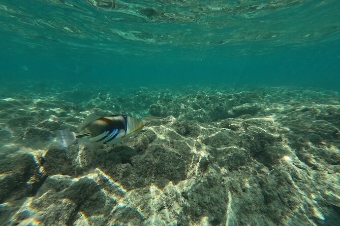 Hanauma Bay Guided Snorkeling Tour With Transportation - Customer Testimonials and Recommendations