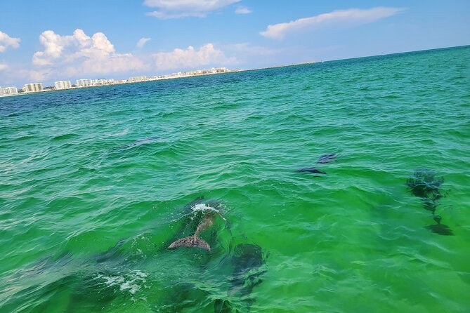 Hydro Rocket Dolphin Sightseeing Boat Tour From Destin - Friendly and Knowledgeable Staff