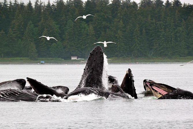 Juneau Whale Watching Adventure - Accessibility and Conditions