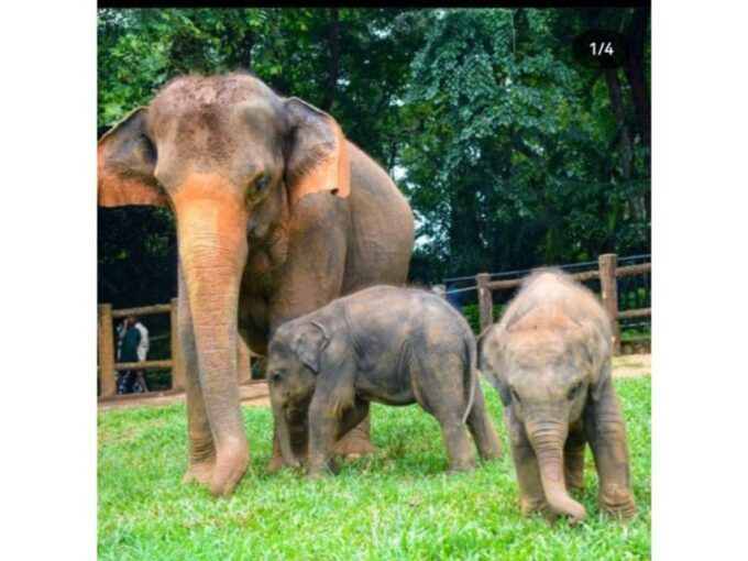 Kandy to Pinnawala Orphanage and Ambuluwawa TukTuk Day Tour - Flexibility and Customization