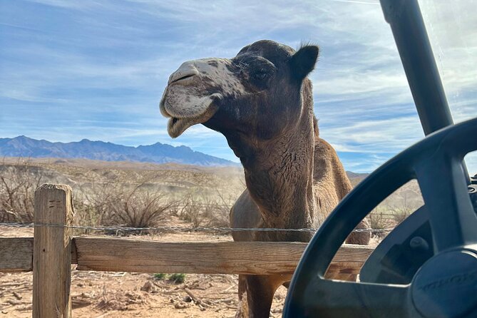 Las Vegas Guided UTV Safari and Zoo Tour - Accessibility and Additional Details
