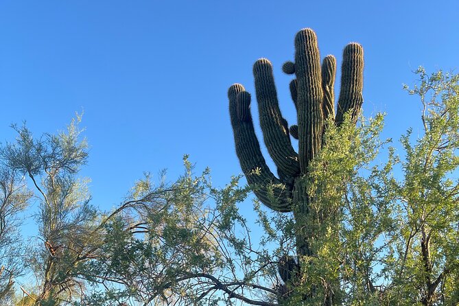 Mindful Journey: a Guided Morning Walk Through the Sonoran Desert - Personalized Experience and Attentive Customer Service