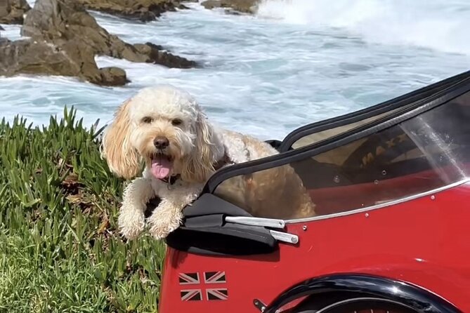 Monterey Bay Famous Dog Friendly Electric Bike and Sidecar Tour - Frequently Asked Questions