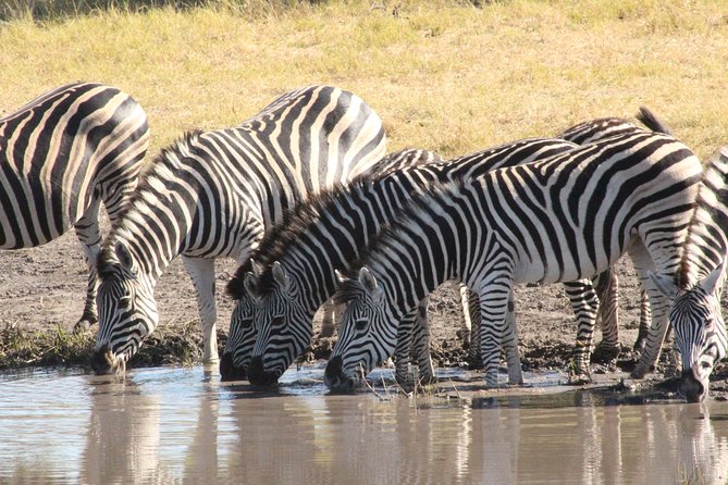 Moremi Game Reserve Day Trip - Frequently Asked Questions