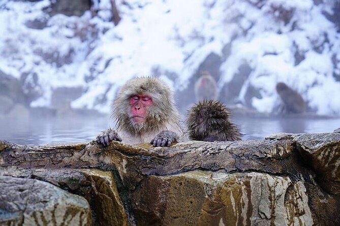 Nagano: Snow Monkey and Zenkoji Temple Free Sake Taste Day Tour - Additional Details