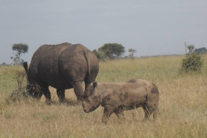 Nairobi National Park 5 Hours Tour - Frequently Asked Questions